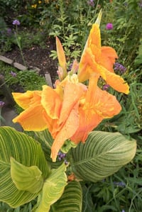 Canna Lily Bengal Tiger Kanna Kana Tesbih çiçeği fidesi