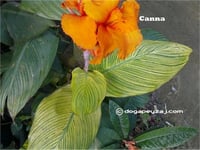 Canna Lily Bengal Tiger Kanna Kana Tesbih çiçeği fidesi