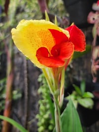 Canna Lily Cleopatra Kanna Kana Tesbih çiçeği fidesi