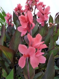 Canna Lily Pink President Kanna Kana Tesbih çiçeği fidesi