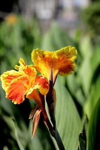 Canna Lily Yellow King Humbert Kanna Kana Tesbih çiçeği fidesi