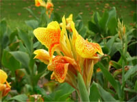 Canna Lily Yellow King Humbert Kanna Kana Tesbih çiçeği fidesi