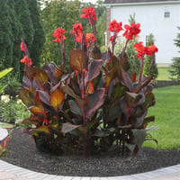 Canna tropicanna Black Kana Tesbih Çiçeği