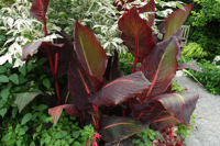 Canna tropicanna Kana Tesbih Çiçeği Yumrusu