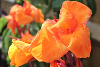 Canna tropicanna Kana Tesbih Çiçeği Yumrusu