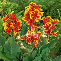 Canna x generalis Rosemond Coles Kanna Kana Tesbih çiçeği fidesi