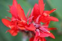 Canna x indica Bodur Kırmızı Kanna Kana Tesbih çiçeği fidesi