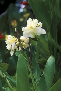 Canna x indica Ermine Beyaz Kanna Bodur Kana Tesbih çiçeği fidesi