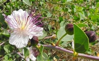 Capparis spinosa Kapari gebere otu yumrusu, patatesi