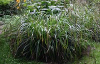 Carex pendula Saz çimi