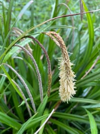 Carex pendula Saz çimi