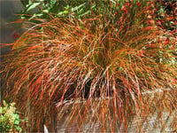 Carex tastaceae kareks fidesi