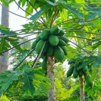 Carica papaya fidanı
