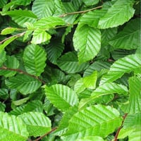 Carpinus betulus Gürgen fidanı