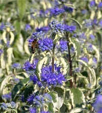 Caryopteris clandonensis Sterling silver mavi sakal çiçeği fidanı
