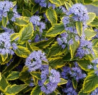 Caryopteris clandonensis Summer sorbet mavi sakal çiçeği fidanı