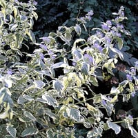 Caryopteris clandonensis White surprise mavi sakal çiçeği fidanı
