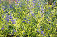Caryopteris clandonensis Worcester gold mavi sakal çiçeği fidanı