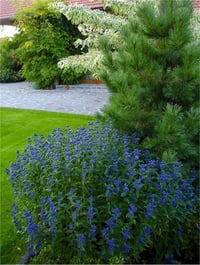 Caryopteris inoveris Grand Bleu mavi sakal çiçeği fidanı