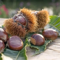 Castanea sativa Betizac Kestane fidanı