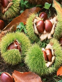 Castanea sativa Kemer Kestane fidanı