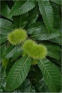 Castanea sativa Kuzu kestane fidanı