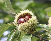 Castanea sativa Marigoule Kestane fidanı