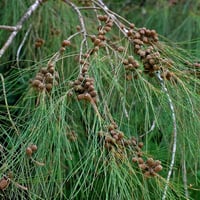 Casuarina equisetifolia Avustralya Çamı Demir Ağacı