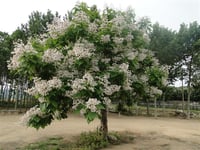 Catalpa bignonioides Katalpa fidanı