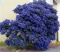 Ceanothus Concha mavi kese çiçeği fidanı