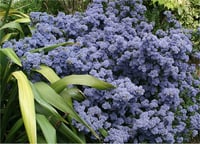Ceanothus impressus Puget blue mavi kese çiçeği fidanı