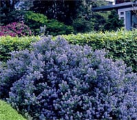 Ceanothus impressus Victoria Yabani mavi kese çiçeği fidanı