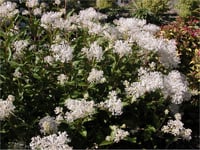 Ceanothus pallidus Perle de jade Beyaz mavi kese çiçeği fidanı