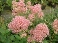 Ceanothus pallidus Perle rose Pembe Kese Çiçeği fidanı