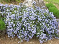 Ceanothus thyrsiflorus Repens Sürünücü mavi Kese Çiçeği fidanı