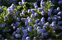 CEANOTHUS thyrsiflorus Variegatus Alaca Yapraklı Mavi Kese Çiçeği Fidanı
