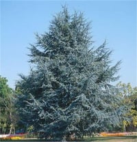 Cedrus atlantica Glauca Mavi Sedir fidanı