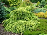 Cedrus deodora Golden Horizon Sarkık Altuni Him. Sediri