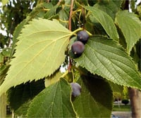 Celtis australis Adi Çitlenbik Dağdağan Çitlembik fidanı
