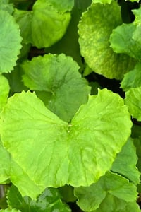 Centella asiatica Gotu Kola