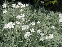 Cerastium tomentosum Yazkarı Fare kulağı fidesi