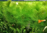Ceratophyllum demersum tilki kuyruğu