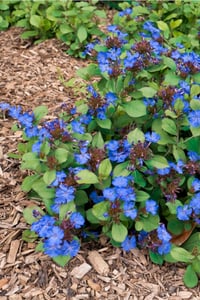Ceratostigma plumbaginoides Bodur plumbago fidesi