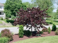 Cercis canadensis Forest Pansy Erguvan fidanı
