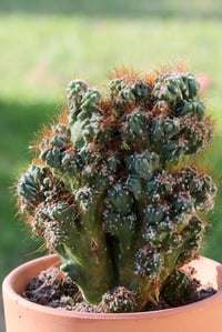 Cereus hildmannianus monstrous Mavimsi Renk Canavar Formlu Kaktüs