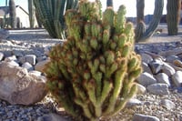 Cereus hildmannianus monstrous Mavimsi Renk Canavar Formlu Kaktüs