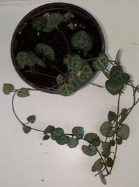 Ceropegia woodii Kalp Kalbe Karşı Çiçeği