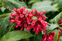 Cestrum newellii Scarlet Cluster Kırmızı Çiçekli Gece Yasemini
