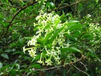 Cestrum nocturnum Kolonya Çiçeği Gece Yasemin MELİSA fidanı