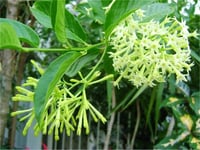 Cestrum nocturnum Kolonya Çiçeği Gece Yasemin MELİSA fidanı